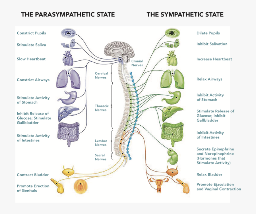 Transparent Nervous System Png - Cranial And Sacral Nerves, Transparent Clipart