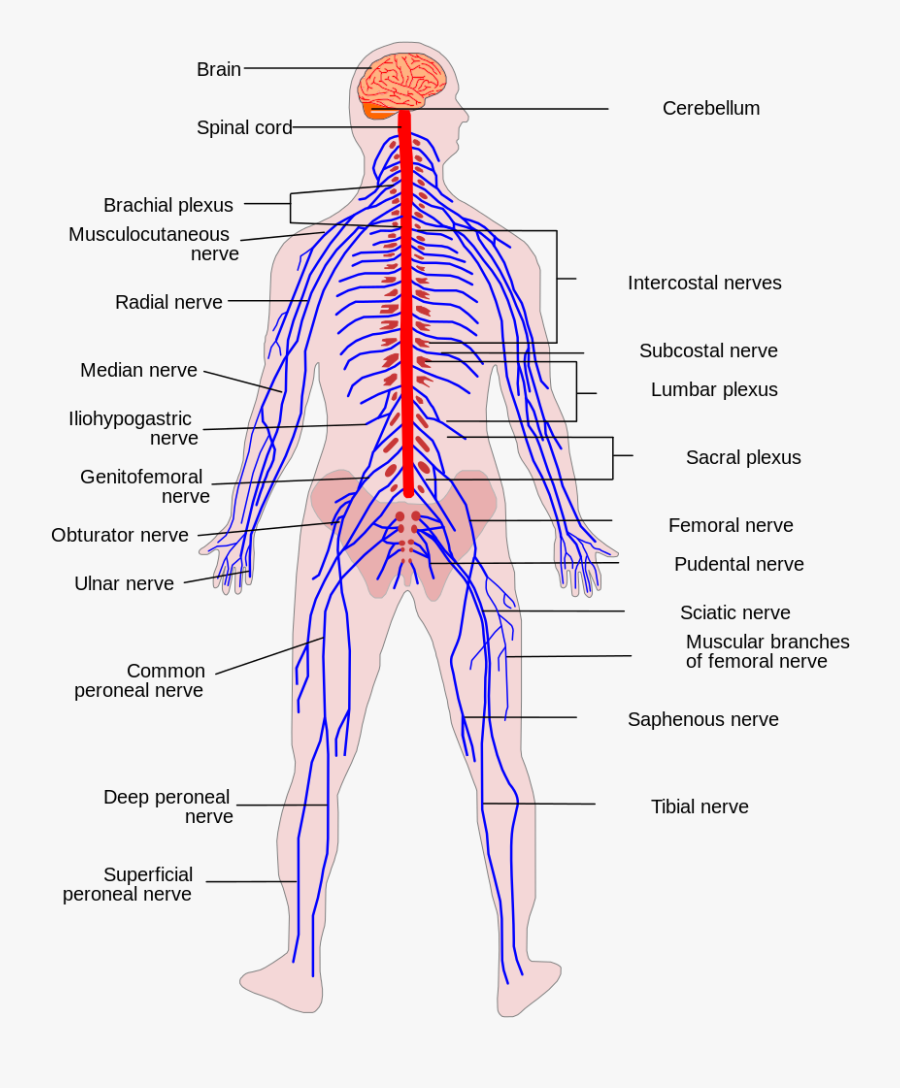 Transparent Nerves Png - Sinir Sistemi Yüksek Çözünürlük, Transparent Clipart