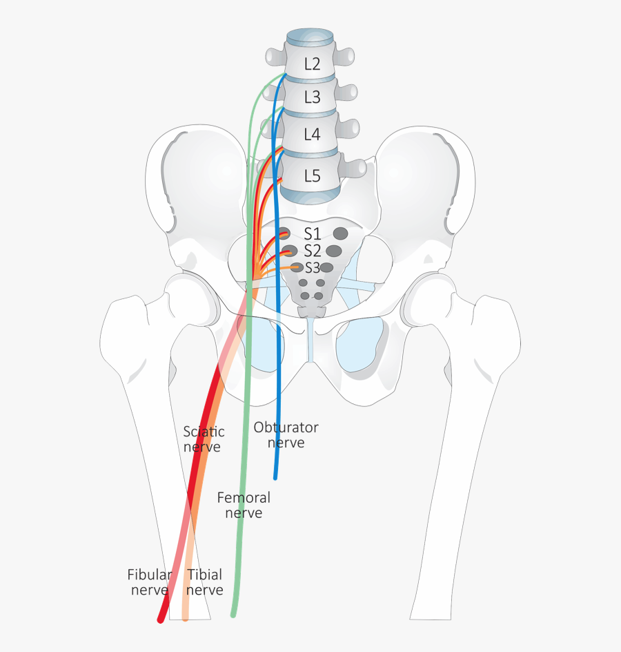 Système Nerveux L4 L5, Transparent Clipart
