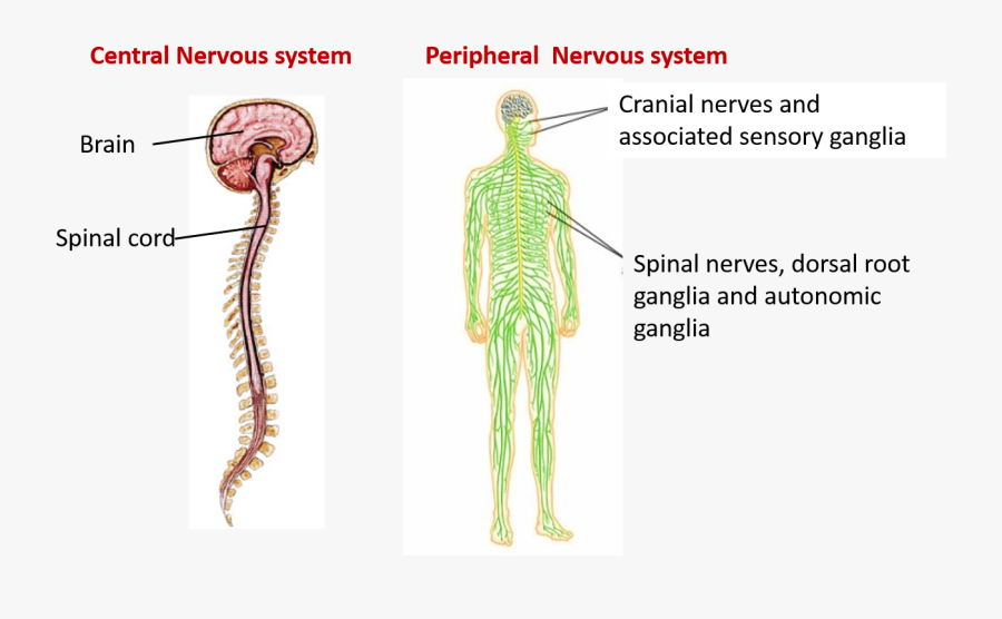 Central And Peripheral Nervous System - Skeleton, Transparent Clipart