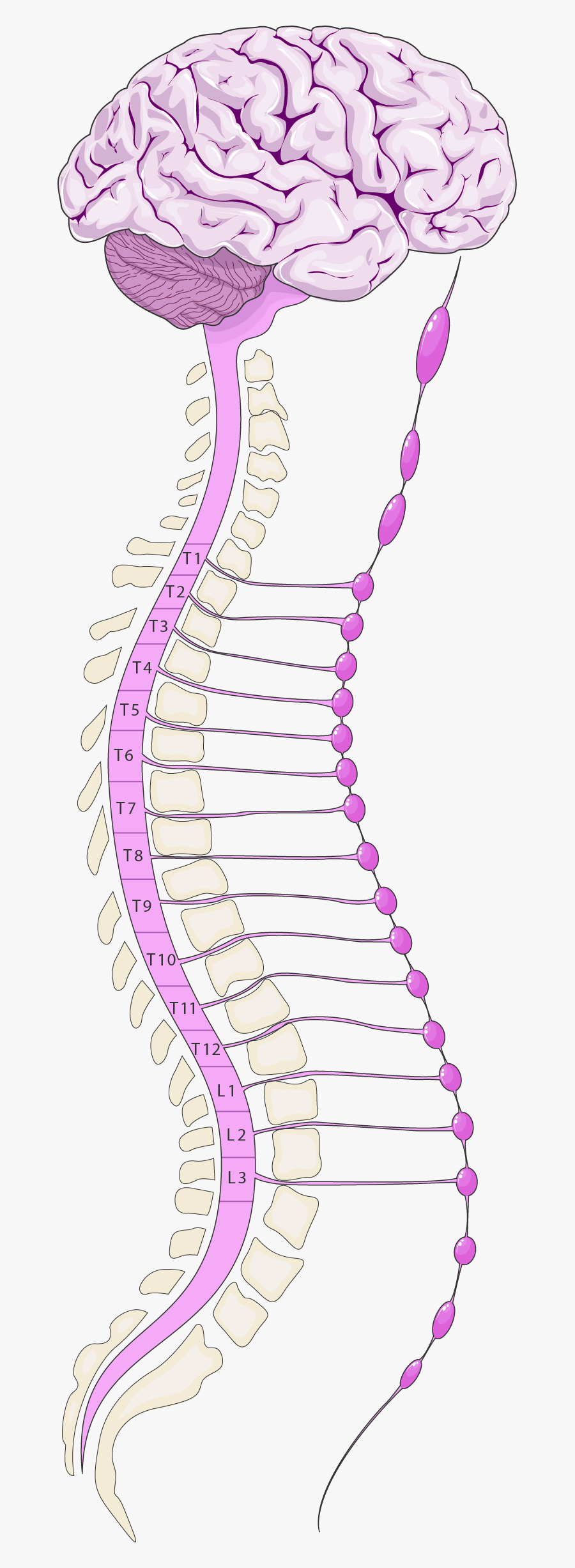 Systeme Nerveux Sympathique Sympathetic Nervous System Png Free Transparent Clipart Clipartkey