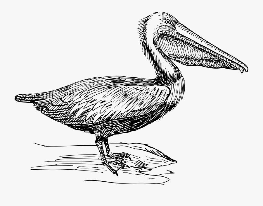 Pelican Clipart Icon - Pelican Black And White Graphic, Transparent Clipart