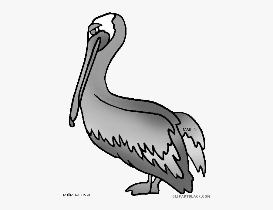 Pelican Clipart Black And White - Louisiana State Bird Drawing, Transparent Clipart