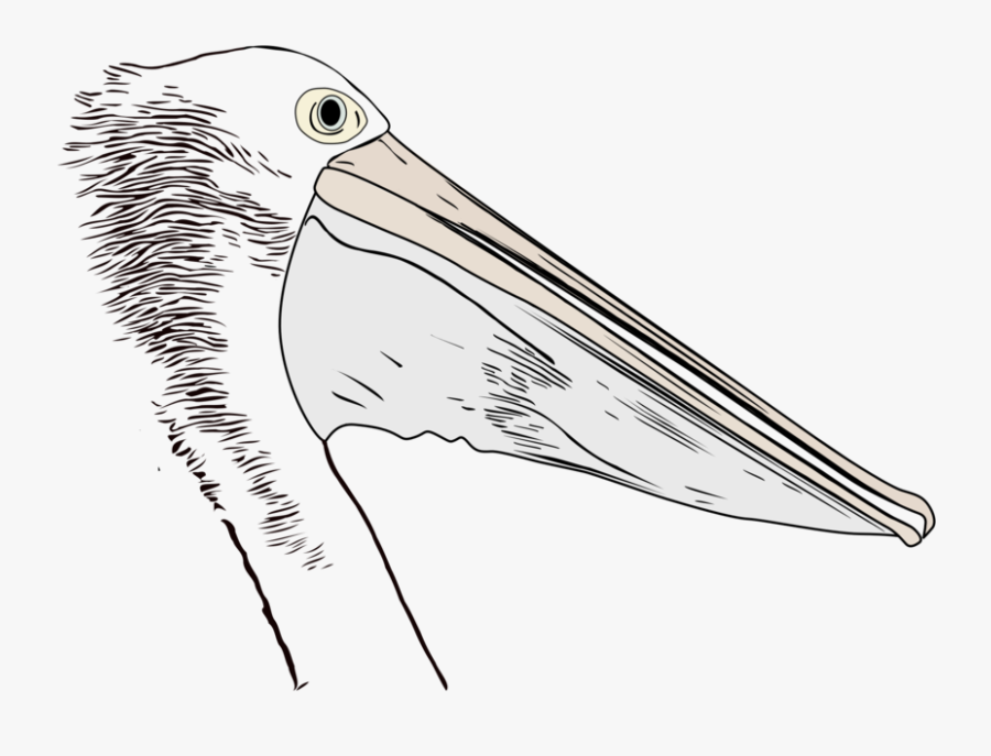 White Pelican, Transparent Clipart