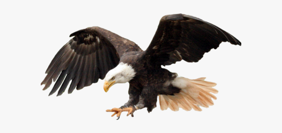 Bald Eagle Transparent Background, Transparent Clipart
