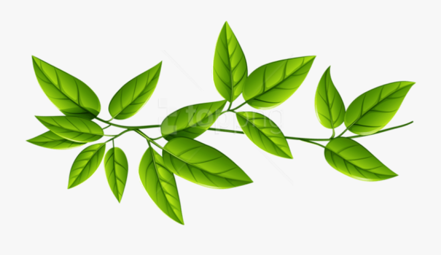 Free Png Download Leaves Free Download Png Png Images - Green Leaves Transparent Background, Transparent Clipart