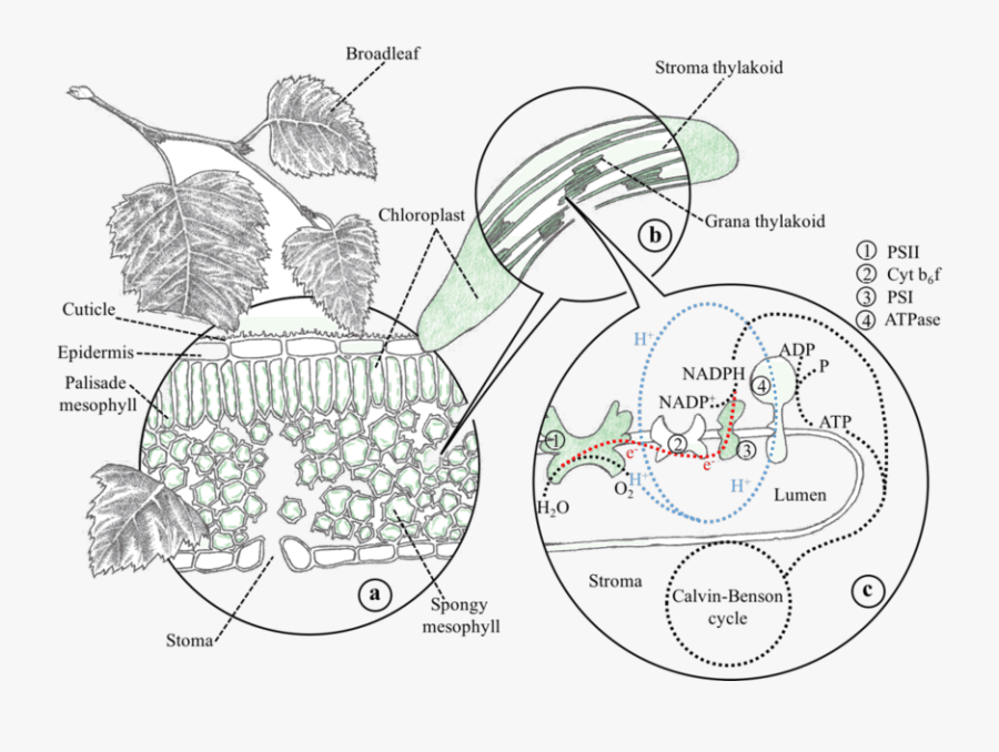 Llustration Of A Location - Broadleaf Cross Section, Transparent Clipart