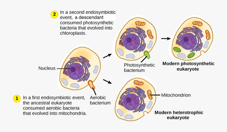 Chloroplast Drawing Kid - Endosymbiont Theory Flow Chart, Transparent Clipart