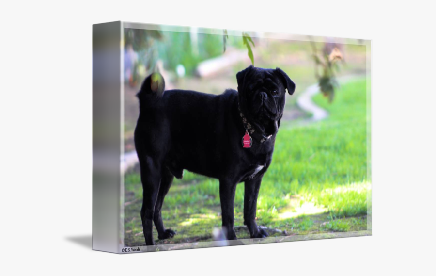 Clip Art Black Pug Dog - Pug, Transparent Clipart