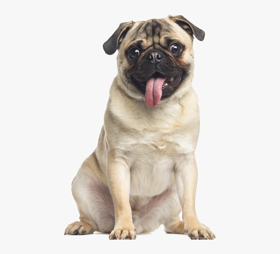 Pug Transparent Background - Pug Panting, Transparent Clipart