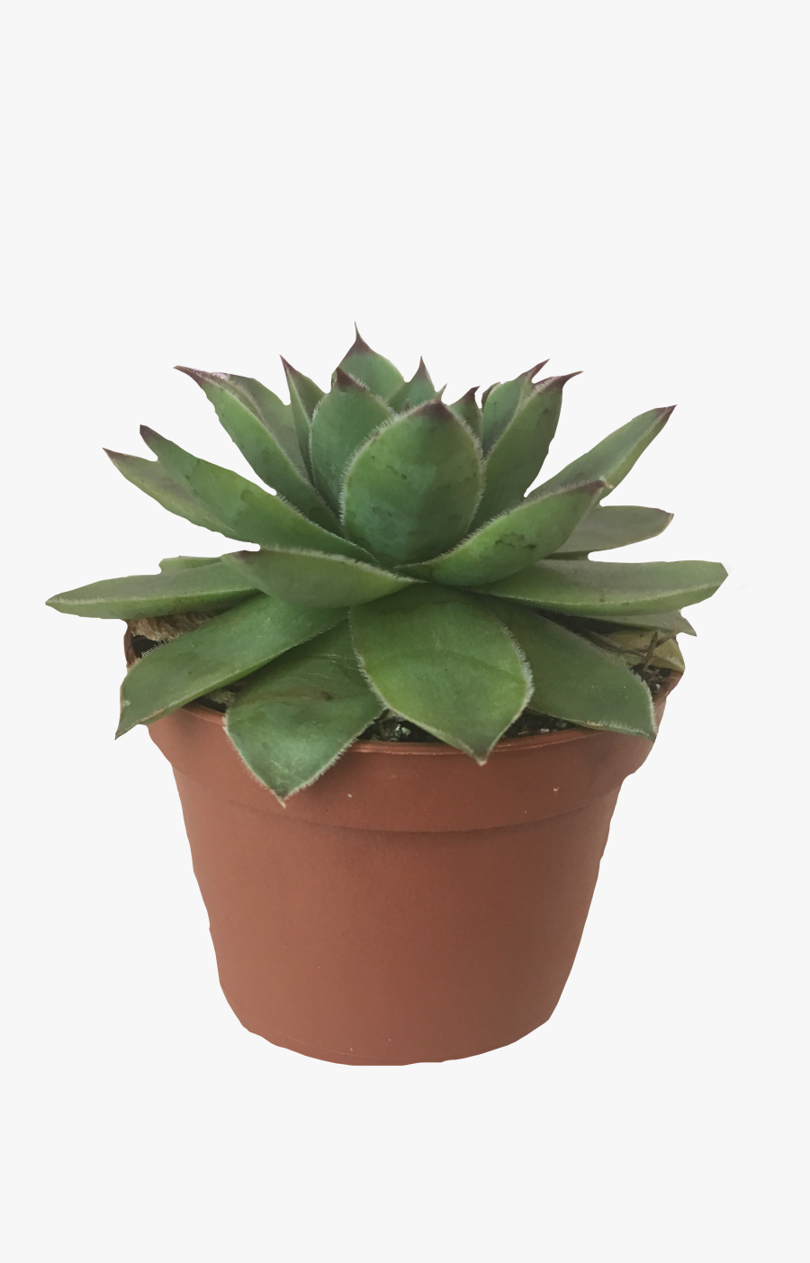 #plant #succulent #green #brown #greenaesthetic #brownaesthetic - Agave, Transparent Clipart