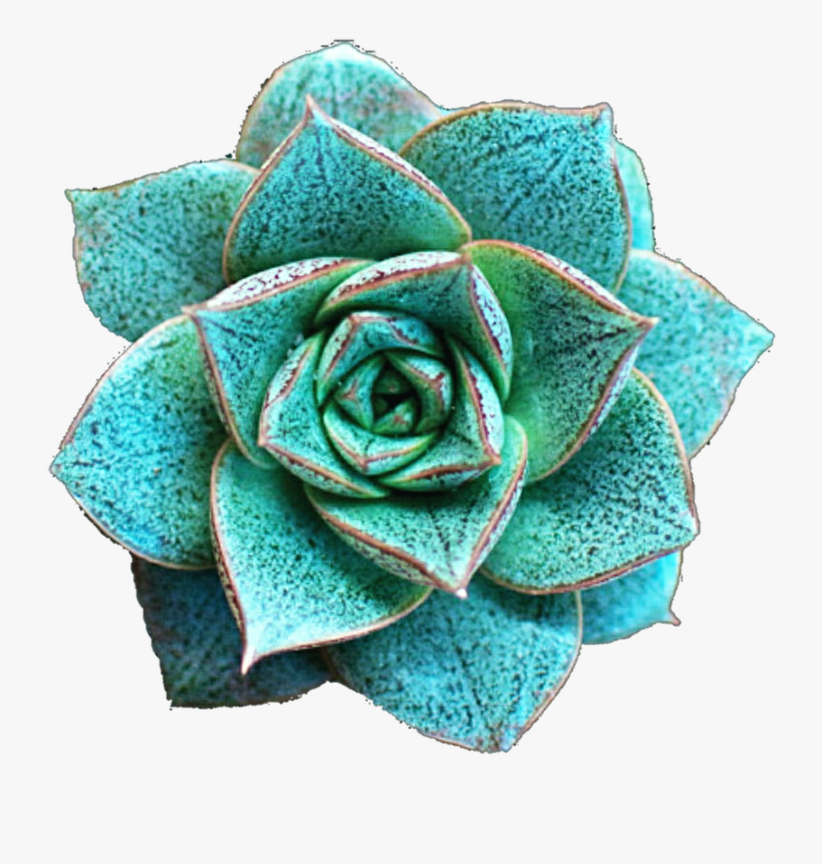 Succulent Png, Transparent Clipart