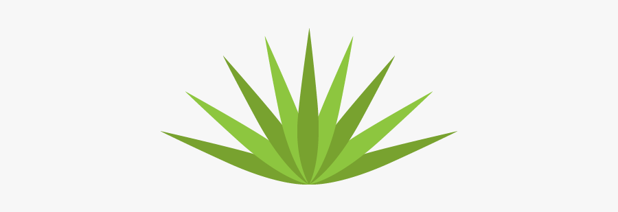 Agave Png, Transparent Clipart