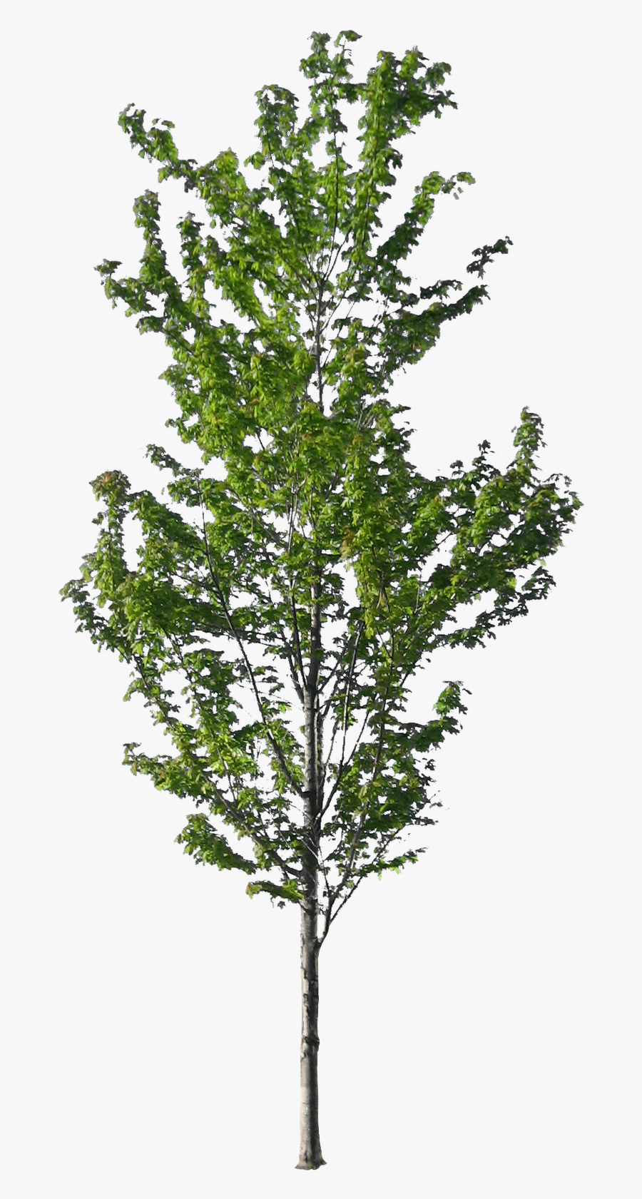 American Sycamore Tree Norway Spruce Architecture - Tree Entourage Png Transparent, Transparent Clipart