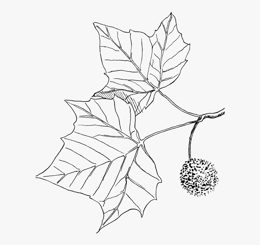 Sycamore - Drawing, Transparent Clipart