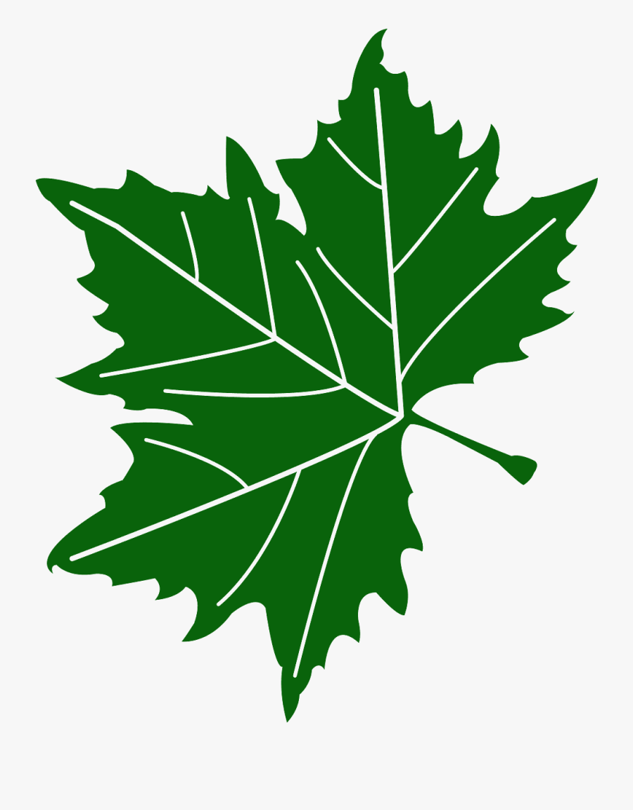 Sycamore Leaf Vector, Transparent Clipart