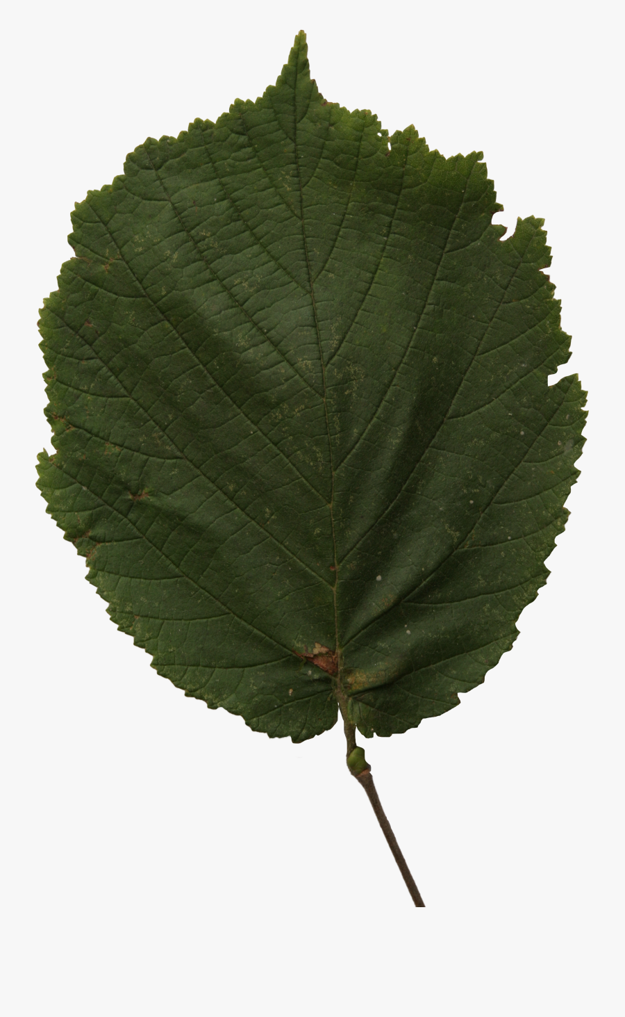 Tree Leaf Png - Hazel Tree Leaf Transparent, Transparent Clipart