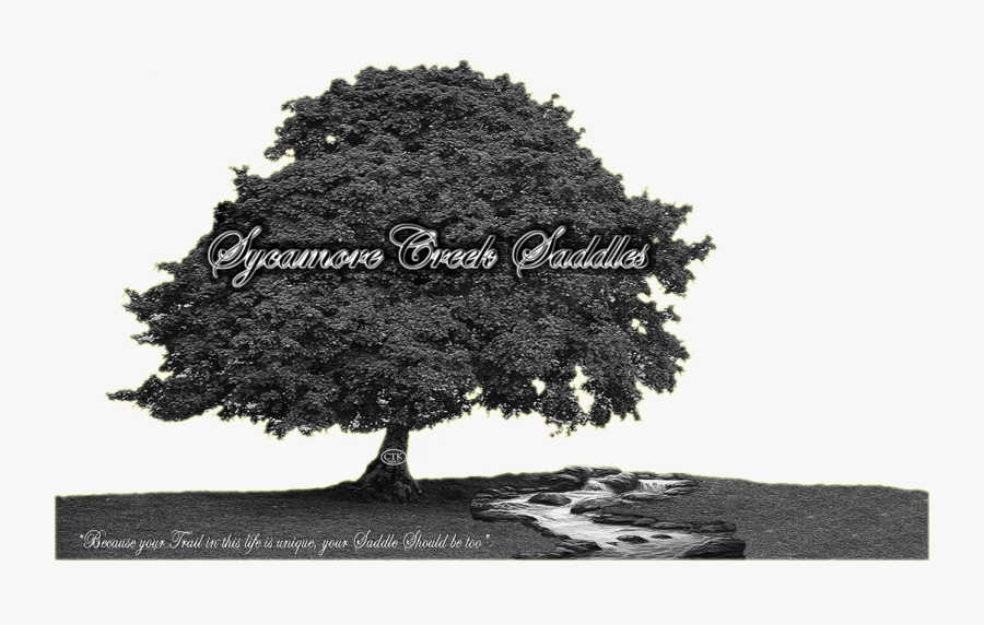 Sycamore Creek Saddles - Sycamore Tree, Transparent Clipart