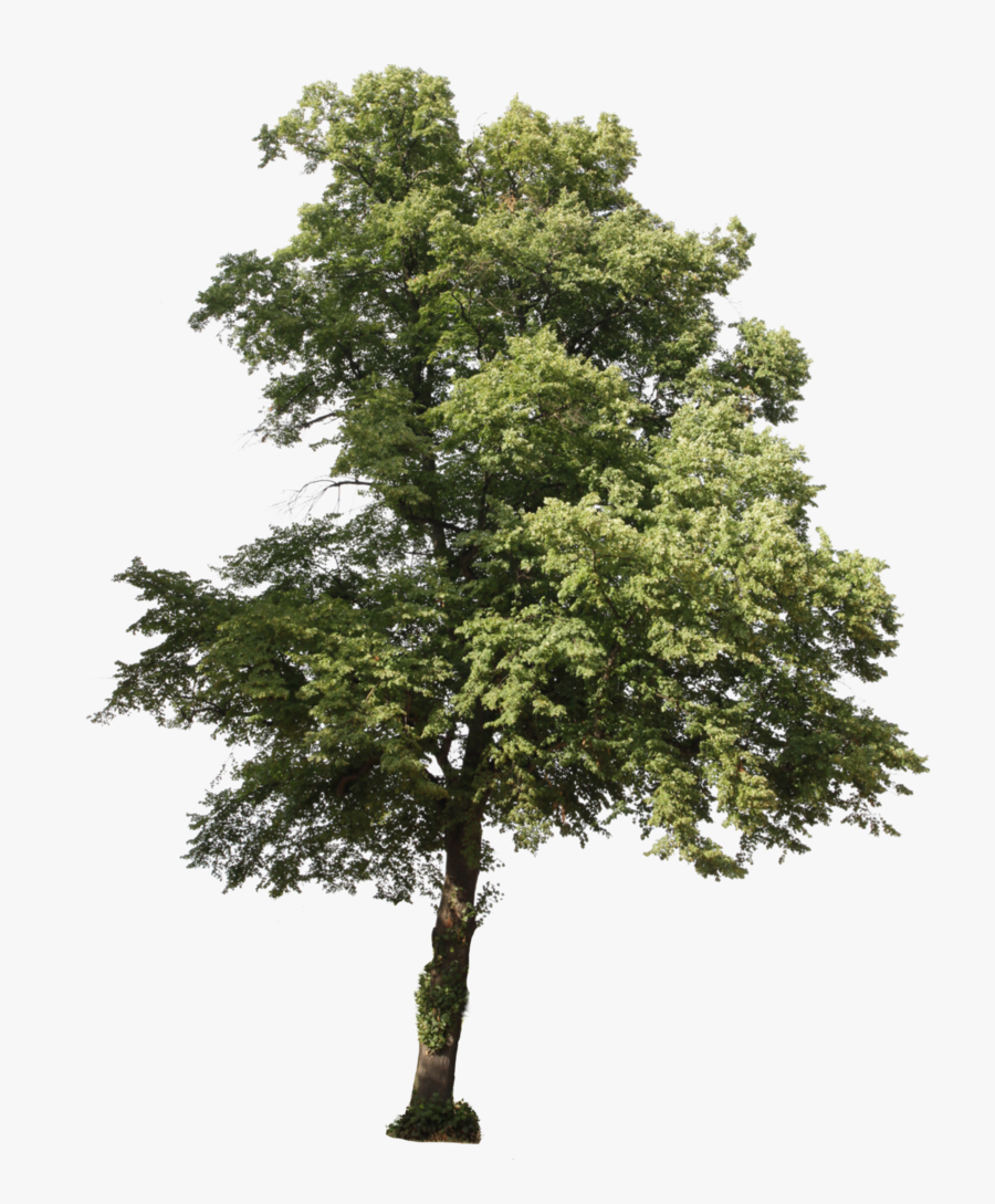 Drzewo Photoshop, Transparent Clipart