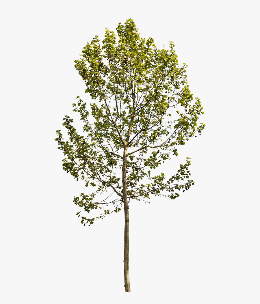 Transparent Sycamore Tree Png - Platanus Occidentalis Png, Transparent Clipart