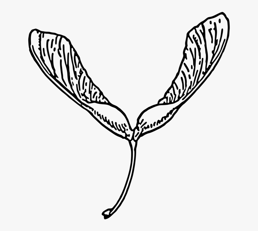 Monochrome Photography,tree,moths And Butterflies - Maple Tree Seed Drawing, Transparent Clipart