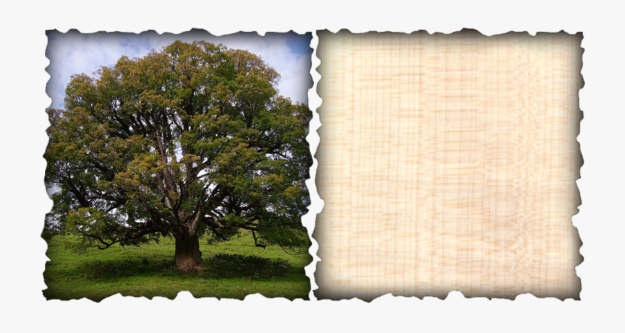 Part Of The Maple Family, The European Sycamore Has - Sycamore Maple, Transparent Clipart