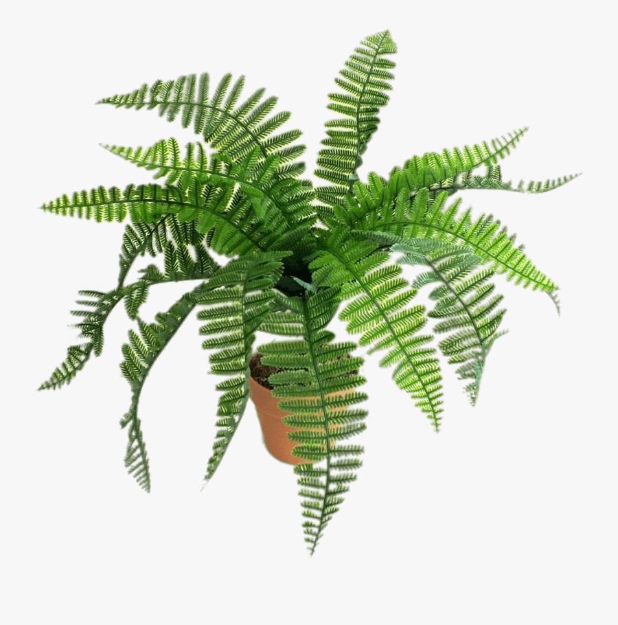 Artificial Fern - Helechos Dibujo Png, Transparent Clipart