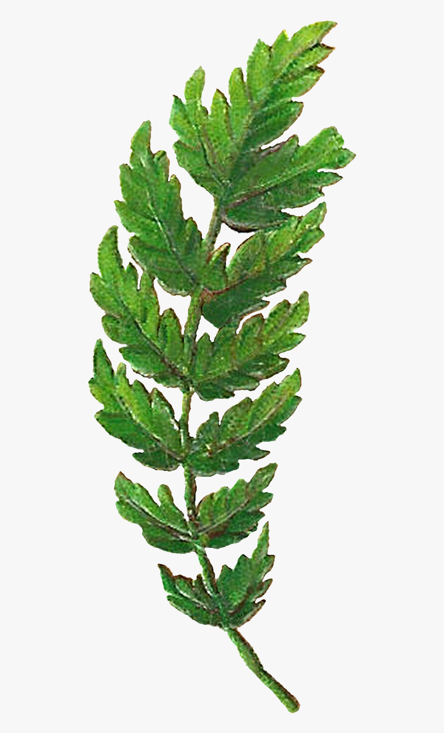 Botanical Leaf, Transparent Clipart