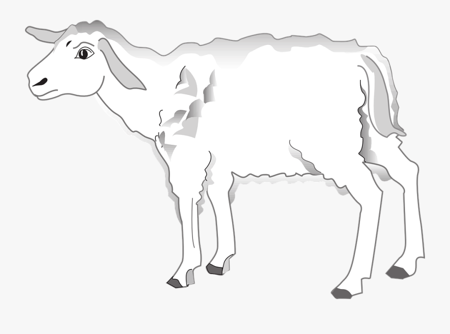 Transparent Lamb Face Clipart - Illustration, Transparent Clipart