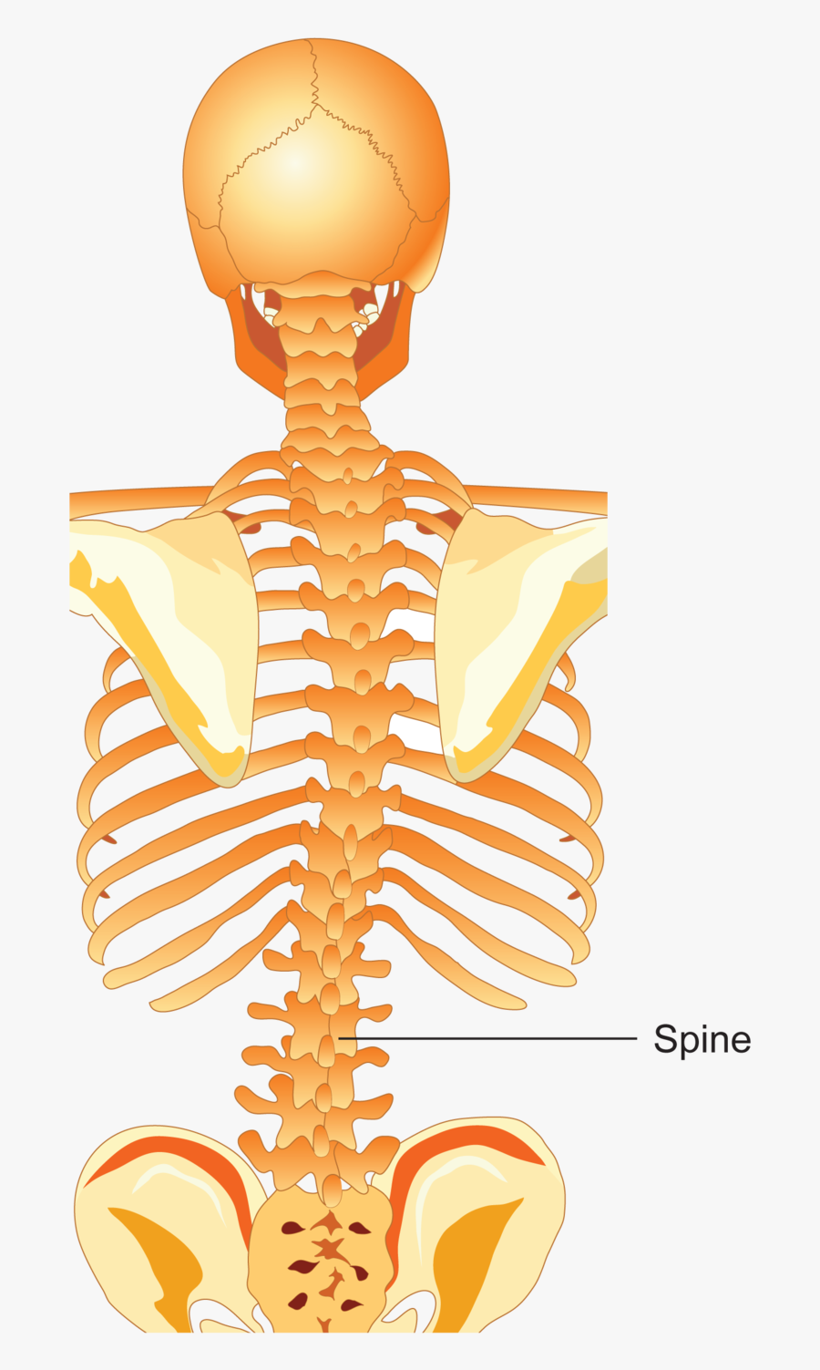 Spine Clipart Scoliosis - Rib, Transparent Clipart