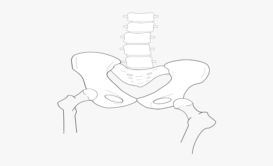 Scoliosis Pelvic - Illustration, Transparent Clipart