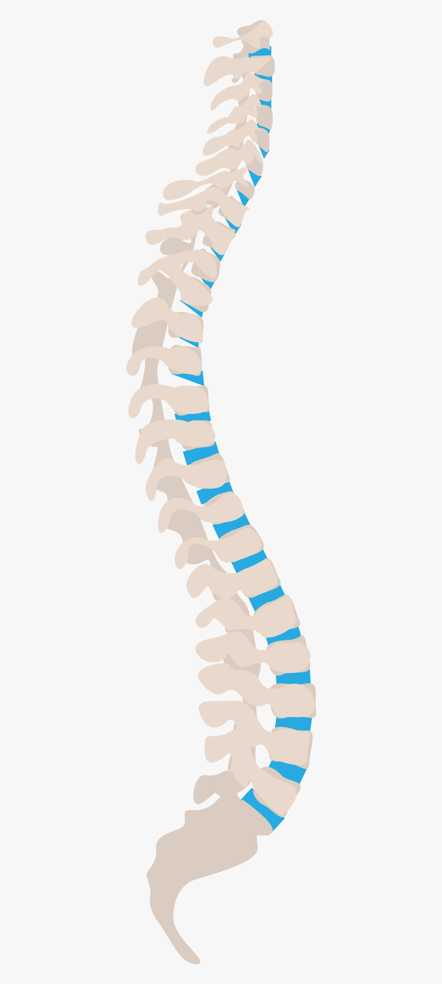 Osteopathy Spine, Transparent Clipart