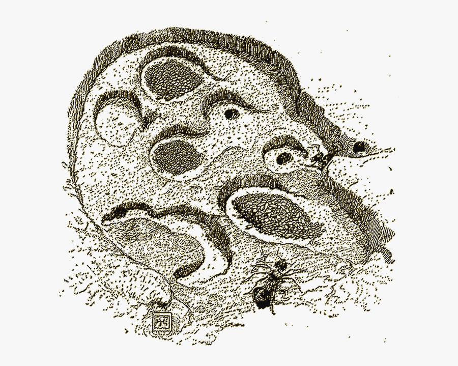 Drawn Grain Ant - Illustration, Transparent Clipart