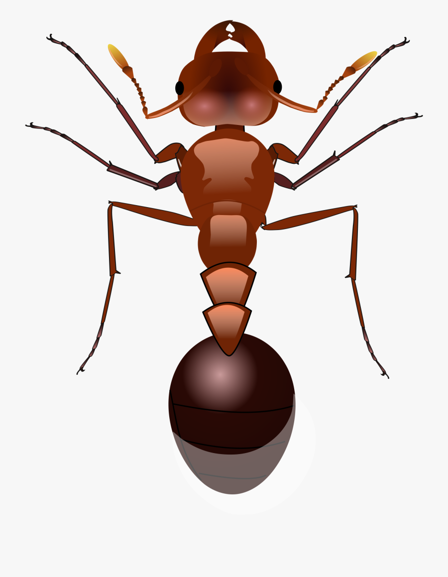 Ant Png - Red Imported Fire Ant Drawing, Transparent Clipart