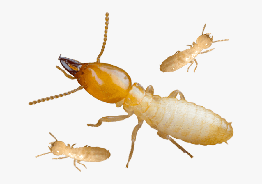 Termite Image Png, Transparent Clipart