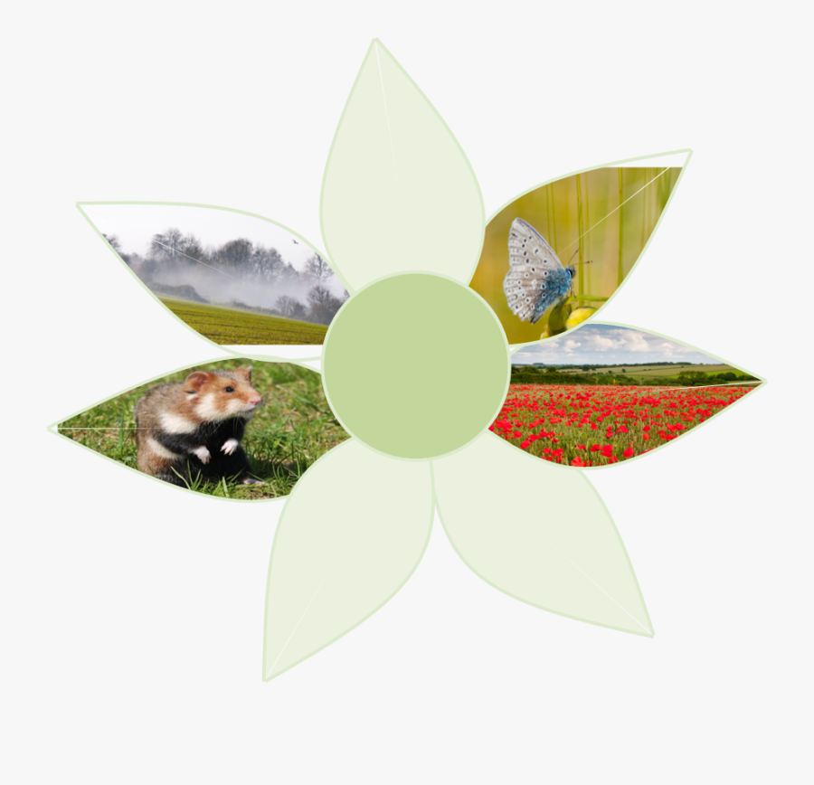 Insect, Transparent Clipart