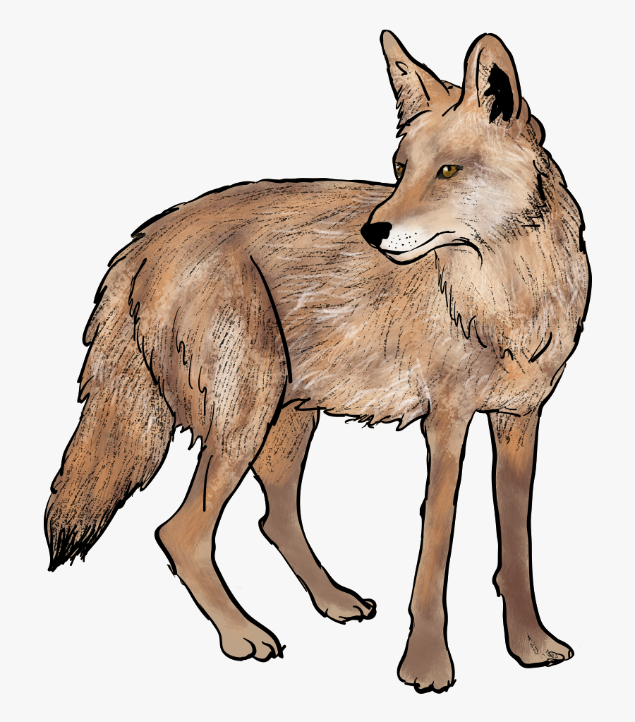 Coyote - Transparent Background Coyote Gif, Transparent Clipart