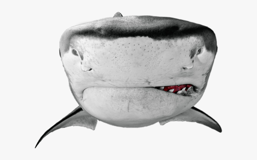 Shark Close Up Black And White, Transparent Clipart