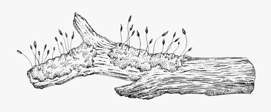 Moss On Decomposing Log Line Art- - Old Tree Log Clipart Black And White, Transparent Clipart