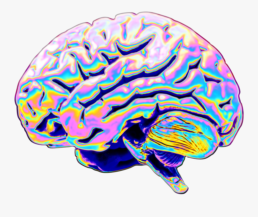 Parietal Lobe Clipart, Transparent Clipart