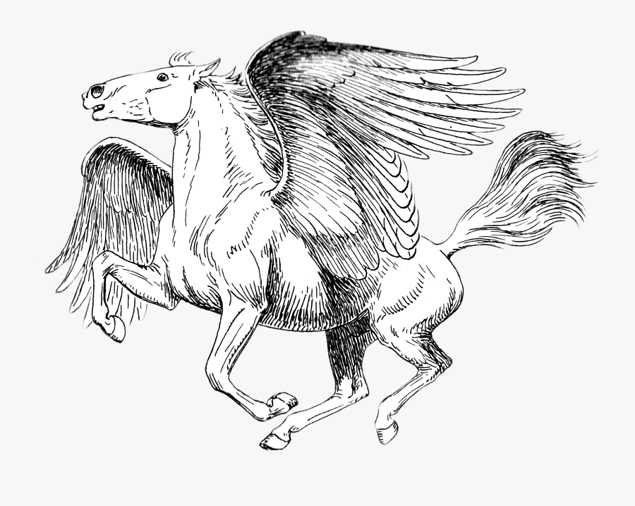 Pegasus Black And White Drawing - Realistic Pegasus Coloring Pages, Transparent Clipart