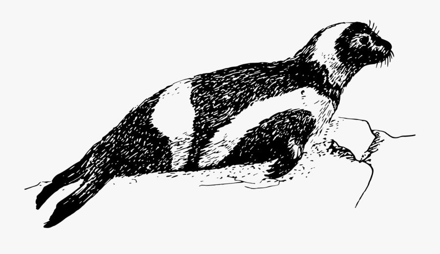 Flightless Bird,fur Seal,beak - Ribbon Seal Clipart, Transparent Clipart