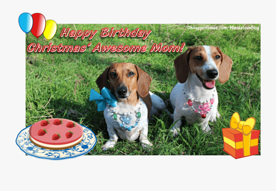 Paw Province Wishes My - Happy Birthday From The Two Of Us, Transparent Clipart