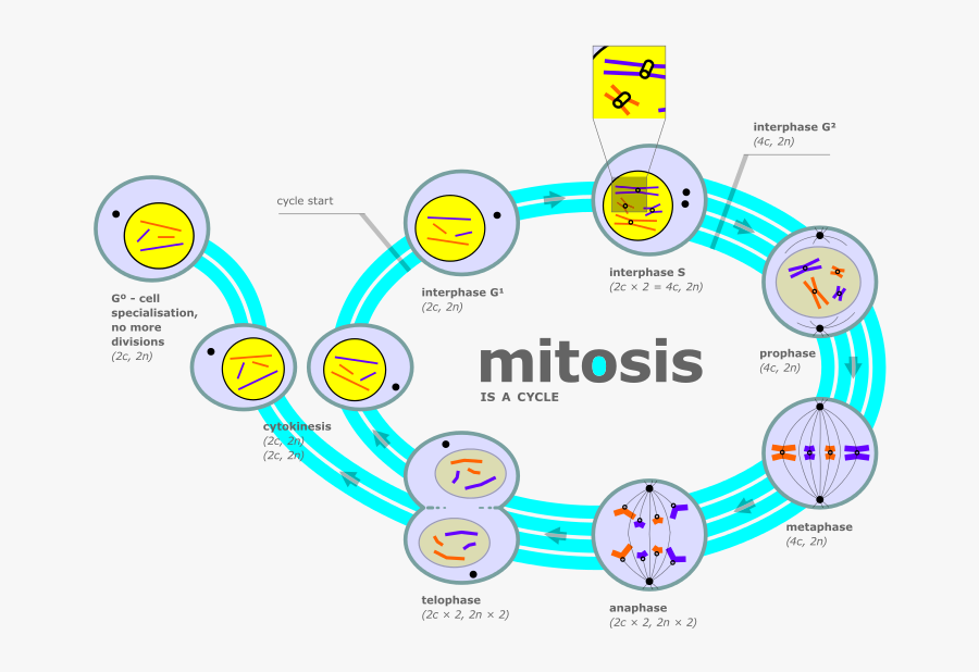 Cytokinesis Drawing Animal Cell Diagram - Mitosis Diagram, Transparent Clipart