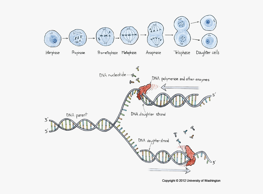 Transparent Anaphase Clipart - Changing Dna, Transparent Clipart