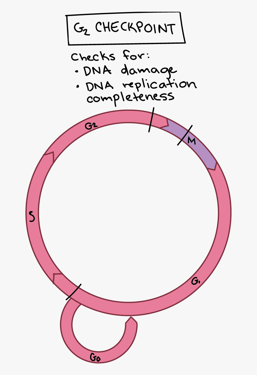 Cell Cycle Labeling Worksheet - Customer Segmentation, Transparent Clipart