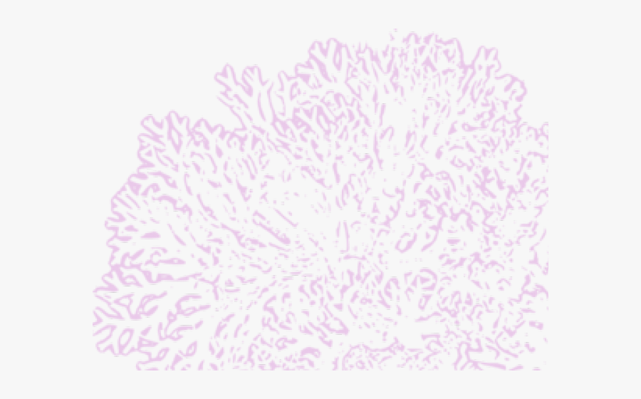 Transparent Lavender Clipart Black And White - Stony Coral, Transparent Clipart