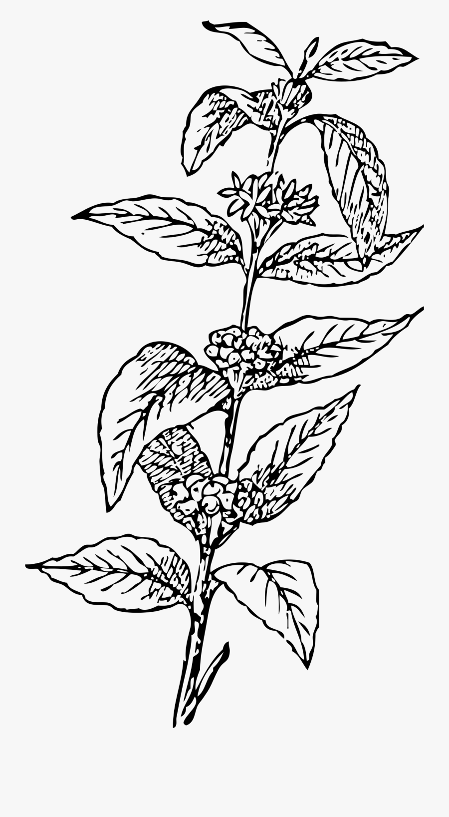Coffee Tree Vector Png, Transparent Clipart