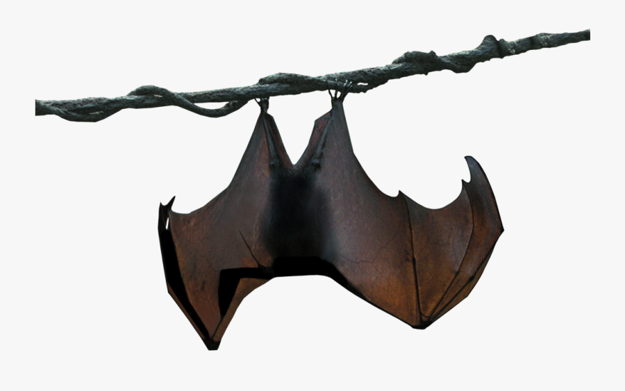 Megabat Stellaluna Animal, Transparent Clipart