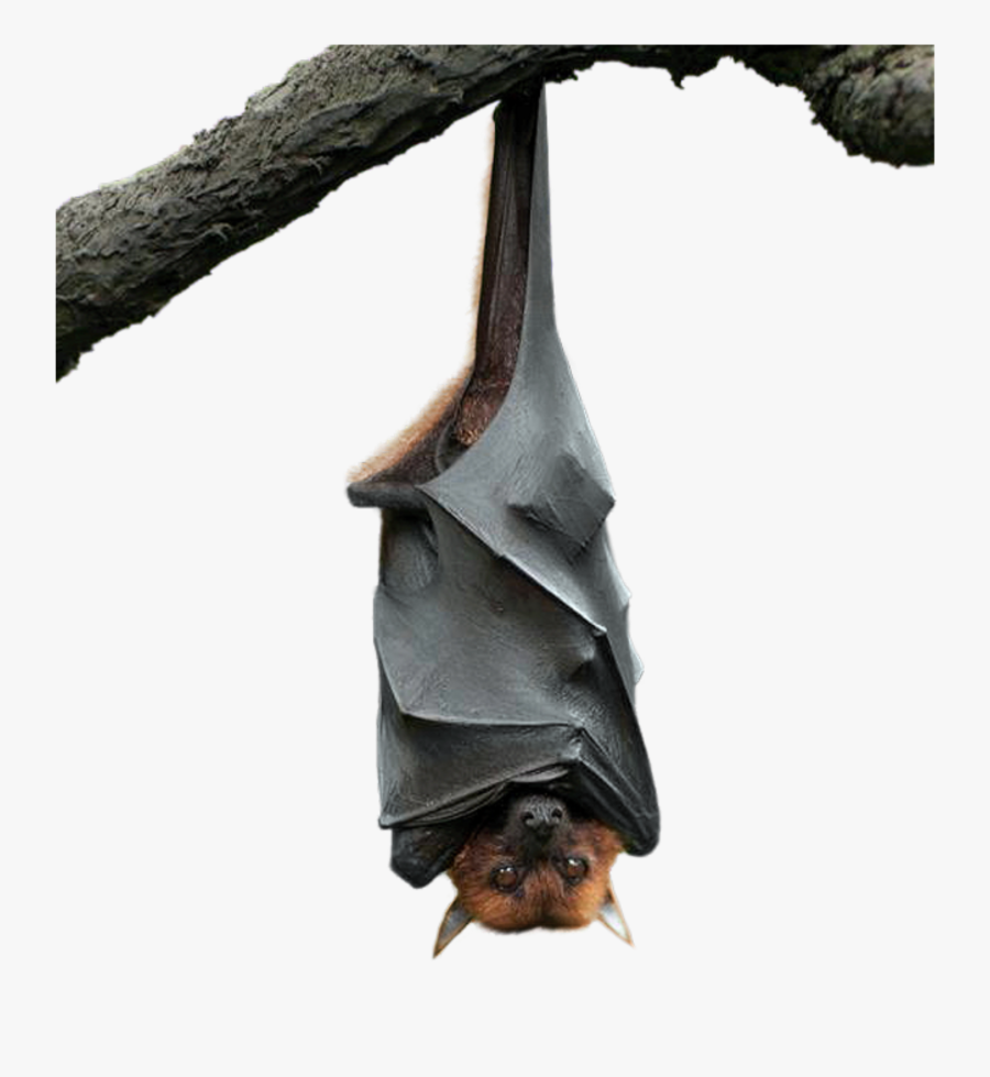 #bat #upsidedown #halloween #hanging #freetoedit - Bat Hanging Upside Down, Transparent Clipart